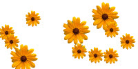 GerberDaisies