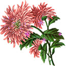 pink flowers by kmygraphic d78vsx1