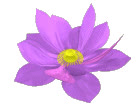 lotus1