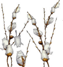 pussy willow windy