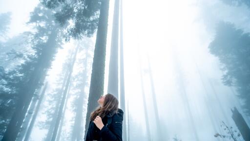 girl looking towards the tips of trees pa 5120x2880