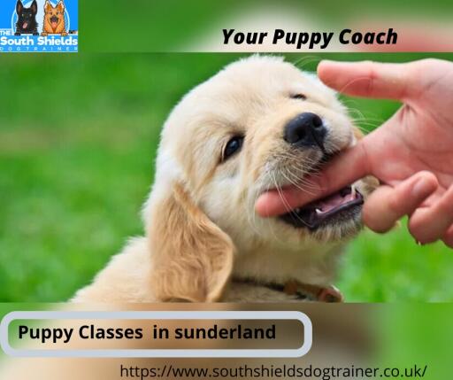 Puppy classes in Sunderland