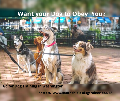 Want your Dog to Obey You (1)