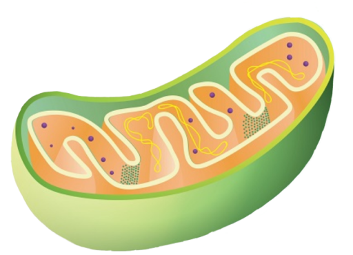 Mitochondrial mAb Customize