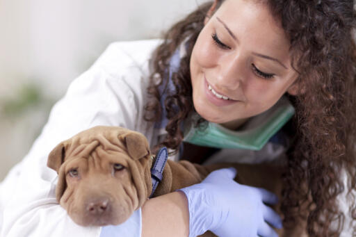 A Good Veterinarian for your Pets