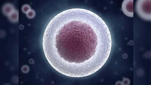 Cell Cryopreservation Services