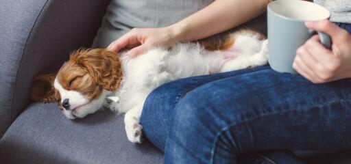 Every day care tips for pets