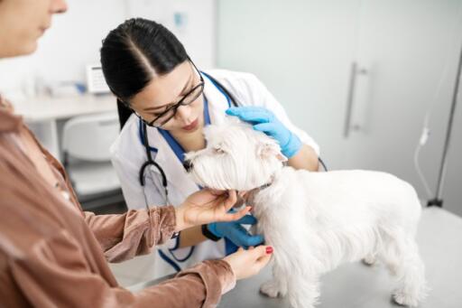 Seeking for Quality Care vet clinic near you