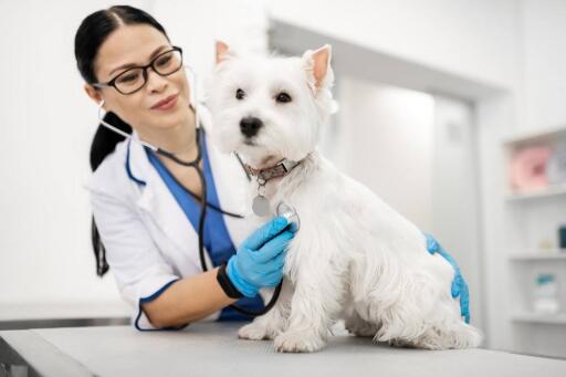 Finding the best pet clinic in town
