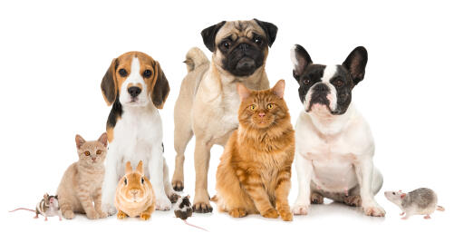 Looking for Animal Clinic with best care