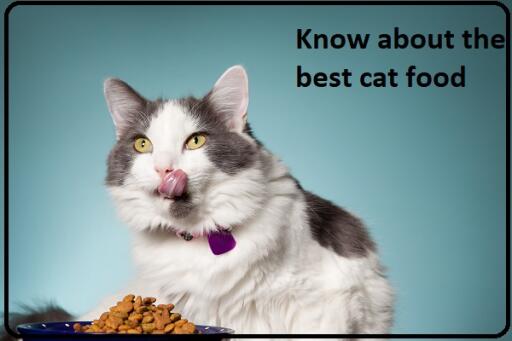 Know About The Best Cat Food