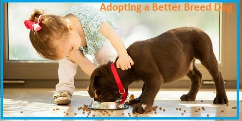 Adopting a Better Breed Dog