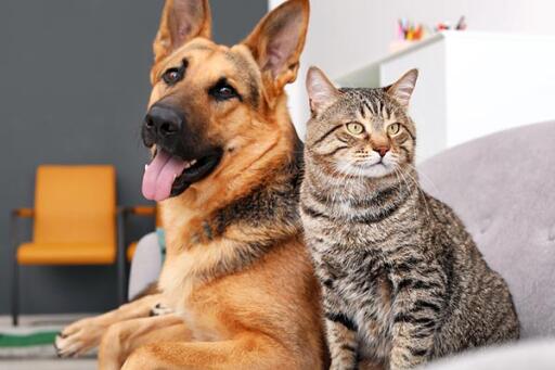 Giving your Pet a healthy life