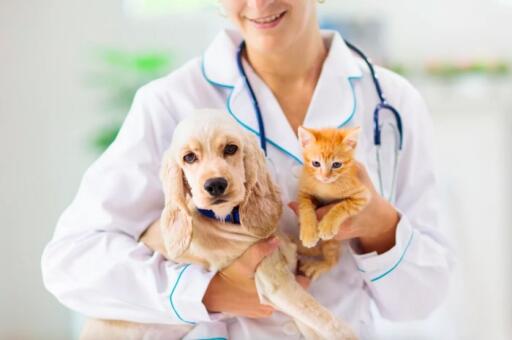 Searching for Best Veterinarian Care