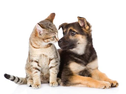 Best Veterinarian Care for your pets
