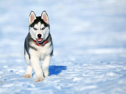 Running Dog on Snow