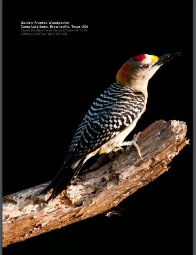 Wildlife Photographic Issue 22, January February 2017p (2)