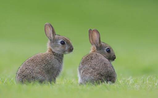 young rabbits by bogdanboev daa252w