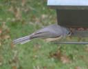20200921 Tufted Titmouse