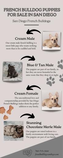 French Bulldogs San Diego | Bull Dogs for Sale in San Diego CA