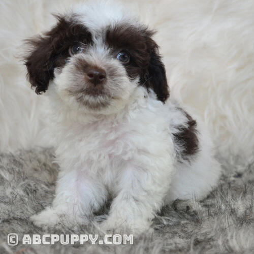 Toy Miniature Poodle Puppies In Houston | Abcpuppy.com