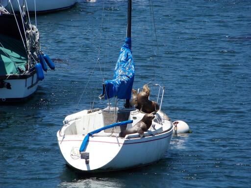 100 3330 Sea Lions on a boat
