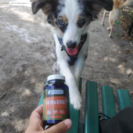 skin and coat supplement for pets