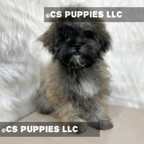 Maltese-poodle Maltipoo Breeders in Houston | Abcpuppy.com