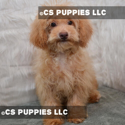 Mini Toy Poodle For Sale In Houston | Abcpuppy.com