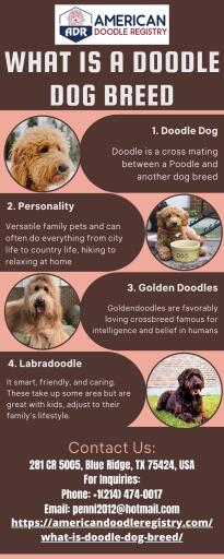 WHAT IS A DOODLE DOG BREED