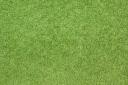 Grass