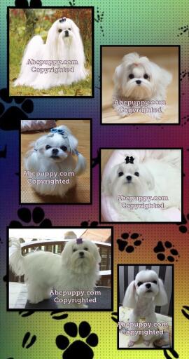Buy Korean Maltese Breeders Online | Abcpuppy.com
