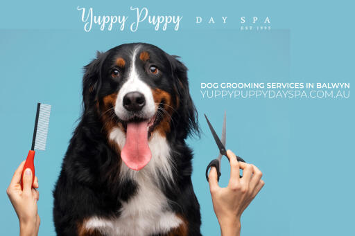 dog grooming service in balwyn