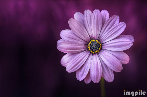 flower purple lical blosso