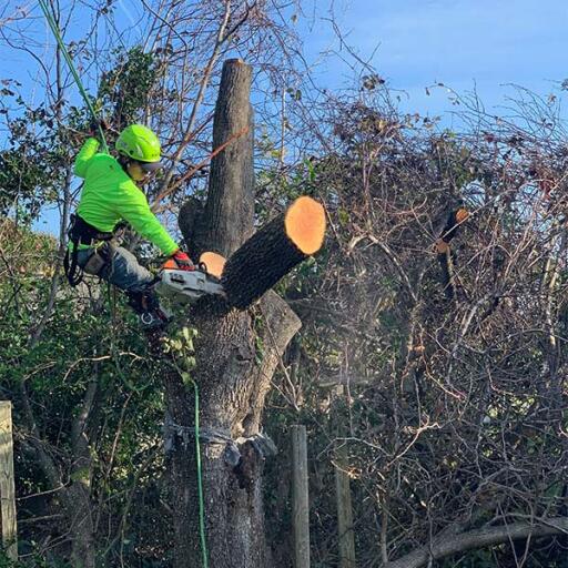 Connor Tree Service is a tree removal service in Charleston, SC