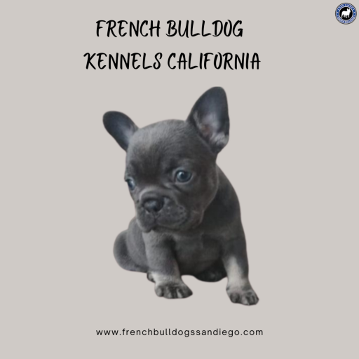 French Bulldog Kennels California