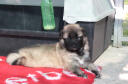 30 IMG 1938 kis