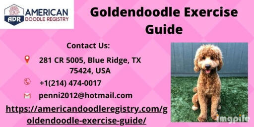 Goldendoodle Exercise Guide (1)