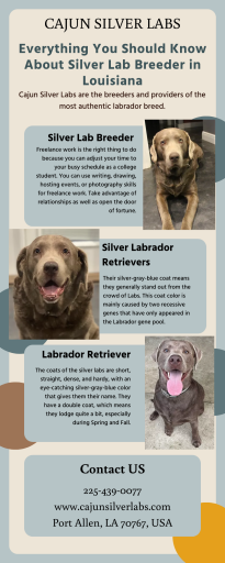 Everything You Should Know About Silver Lab Breeders in Louisiana