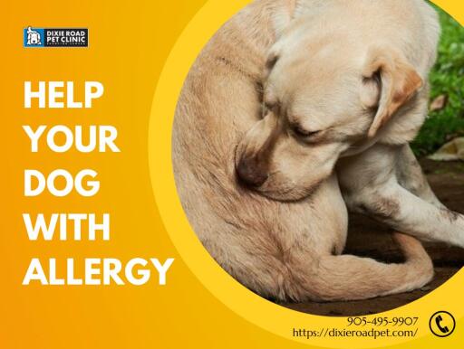 How to Help Your Dog With Allergy?