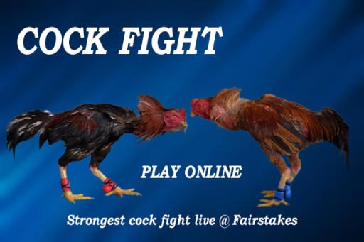 Street Fight- Cock Fight in Philippines
