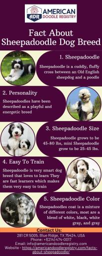 Fact About Sheepadoodle Dog Breed