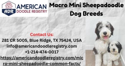 Macro Mini Sheepadoodle Dog Breeds