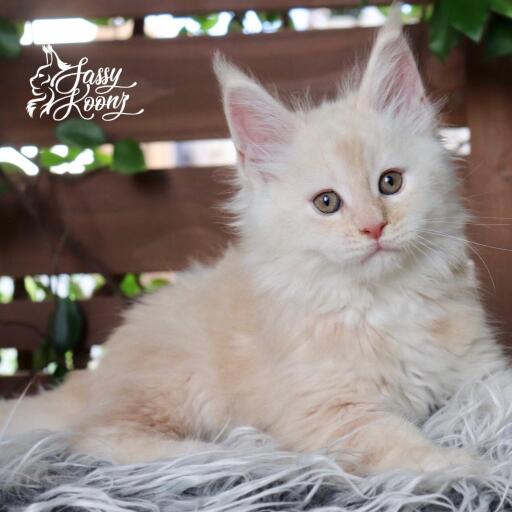 Maine Coon Cats For Sale