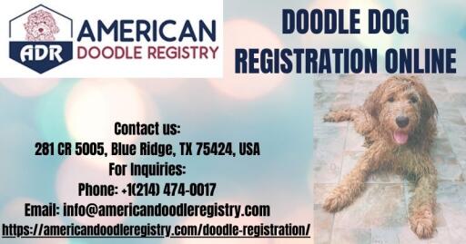 DOODLE DOG REGISTRATION ONLINE