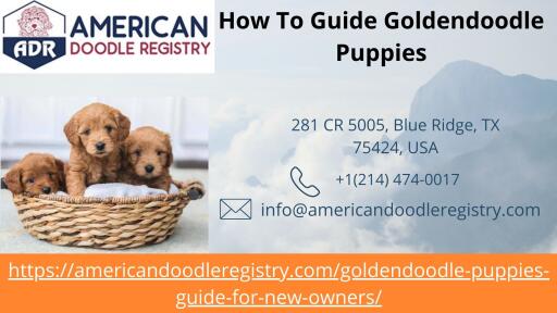 How To Guide Goldendoodle Puppies