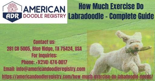 How Much Exercise Do Labradoodle Complete Guide