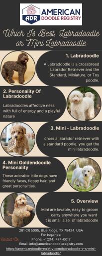 Which Is Best, Labradoodle or Mini Labradoodle