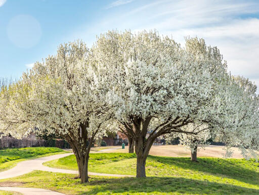 Everything To Know About The Bradford Pear Tree