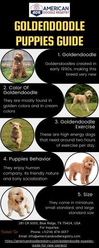 GOLDENDOODLE PUPPIES GUIDE